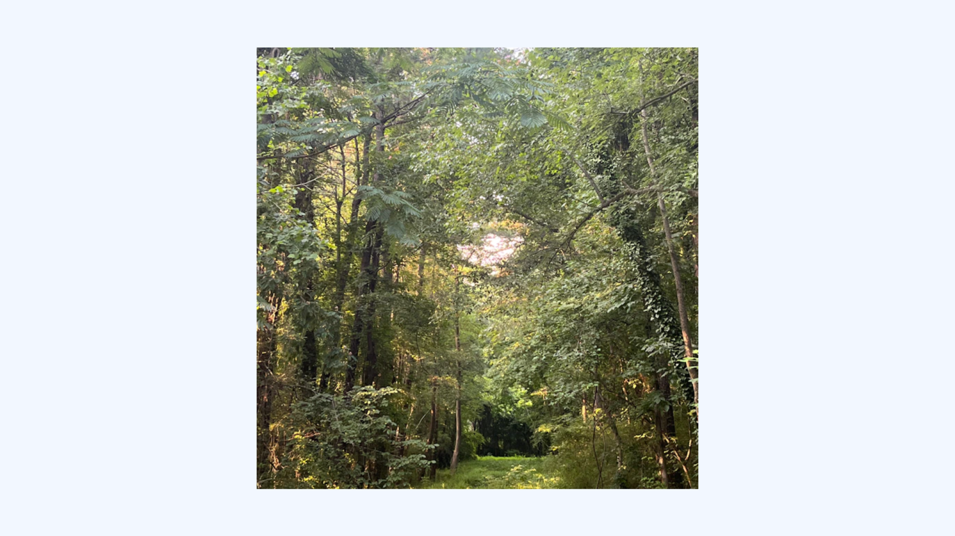 Loose green - EWYT