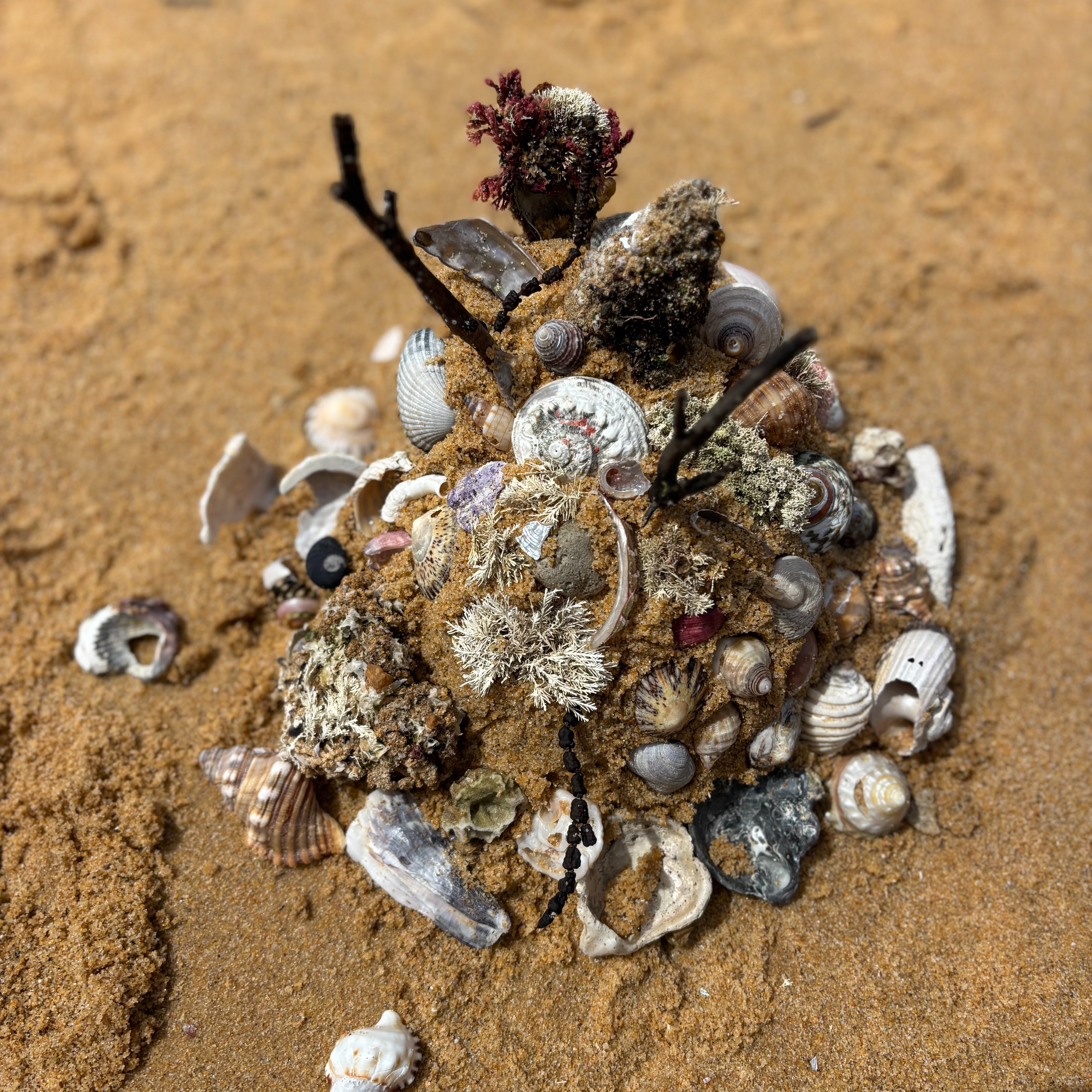 verna bloom - rebecca