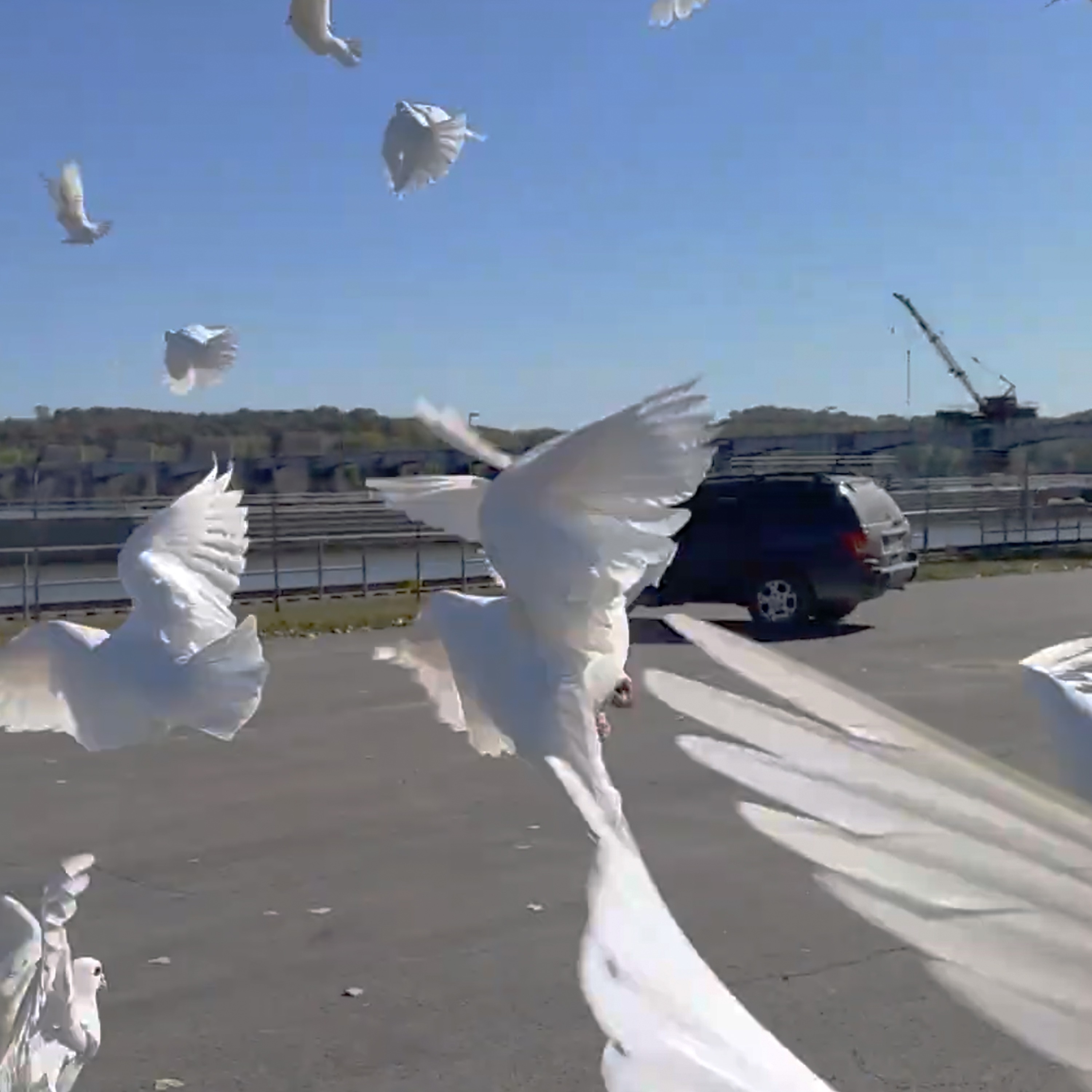 Tiffi M – Centipede