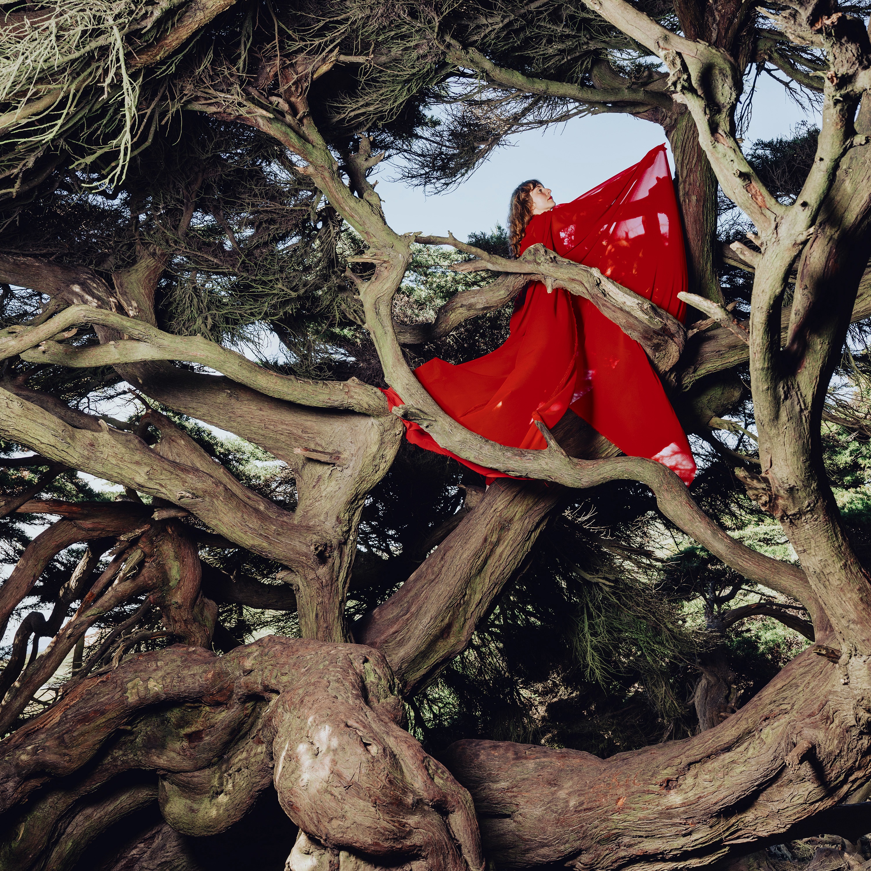 Hannah Frances - Nested in Tangles